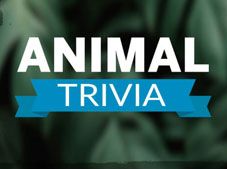 Animal Trivia